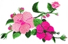 Hibiscus Vine flowers