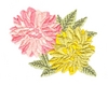 Dahlias