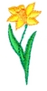 Daffodil
