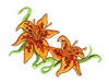 Lily Corner