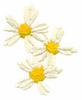 Daisies