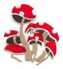 Mushroom Patch