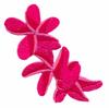 Plumeria Small Group