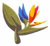 Bird of Paradise