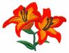 Lilies
