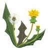 Dandelion Grouping