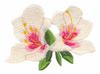 Azaleas