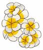 Plumeria Large Group
