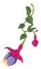 Fuschia
