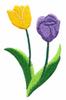 Tulip Pair