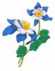 Mountain Columbine