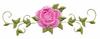 Single Rose Border