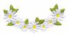 Small Daisy Oval