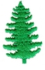 Lone Evergreen