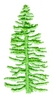 Tall Pine Tree
