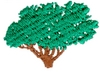 Cedar tree