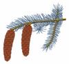 Colorado State Tree - Blue Spruce