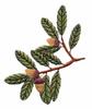 Georgia State Tree - Live Oak