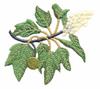 Hawaii State Tree - Kukui