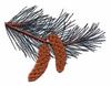 Idaho State Tree - Western White Pine