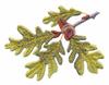 Illinois State Tree - White Oak