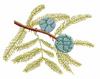 Louisiana State Tree - Bald Cypress