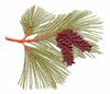 Maine State Tree - Eastern Whitepine
