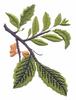 Massachusetts State Tree - American Elm