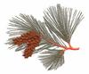 Michigan State Tree - Eastern White Pine