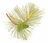 Minnesota State Tree - Red Pine