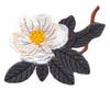 Mississippi State Tree - Southern Magnolia