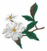 Missouri State Tree - Flowering Dogwood