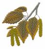 New Hampshire State Tree - Paper Birch