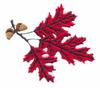 New Jersey State Tree - Northern Red Oak