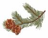 New Mexico State Tree - Pinyon Pine