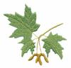 New York State Tree - Sugar Maple