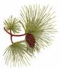 North Carolina State Tree - Longleaf Pine