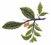 North Dakota State Tree - American Elm