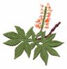 Ohio State Tree - Ohio Buckeye