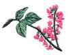 Oklahoma State Tree - Eastern Red Bud