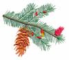 Oregon State Tree - Douglas Fur