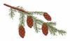 Pennsylvania State Tree - Eastern Hemlock