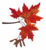 Rhode Island State Tree - Sugar Maple