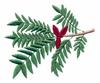 Texas State Tree - Sweet Pecan