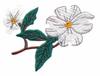 Virginia State Tree - Flowering Dogwood