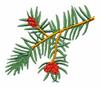 Washington State Tree - Western Hemlock