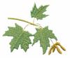 West Virginia State Tree - Sugar Maple