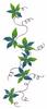 Creeping Vines