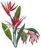 Large Birds of Paradise #2