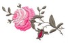 Single Climbing Rose